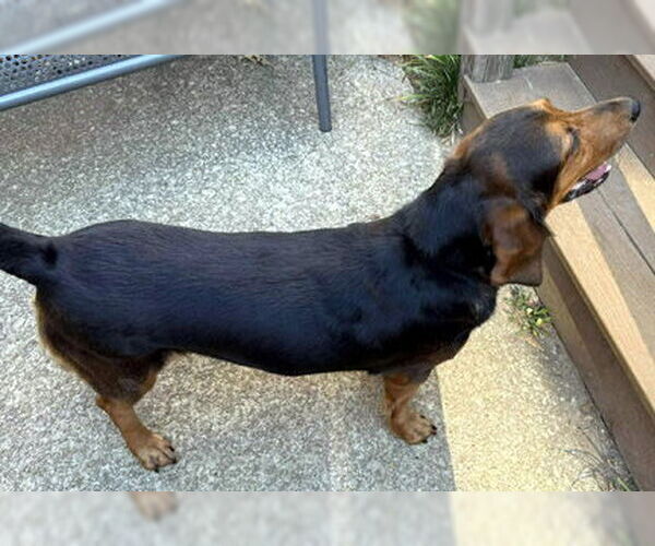 Medium Photo #4 Bagle Hound Puppy For Sale in Deepwater, NJ, USA