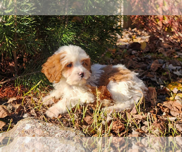 Medium Photo #3 Cavapoo-Poodle (Standard) Mix Puppy For Sale in CAPAC, MI, USA