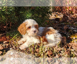 Small #2 Cavapoo-Poodle (Standard) Mix