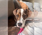 Small #2 Labrador Retriever Mix