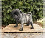 Small #3 Pug