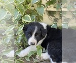 Puppy 3 Border-Aussie