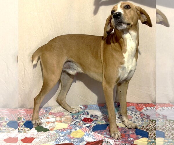 Medium Photo #3 Mountain Cur-Unknown Mix Puppy For Sale in Wetumpka, AL, USA