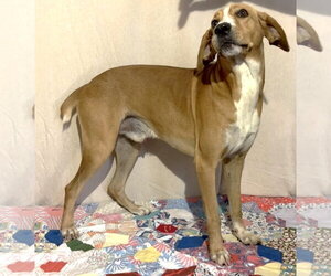 261392  Coosa - Male Mountain Cur-Unknown Mix Dog for Adoption - Photo #3