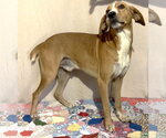 Small #2 Mountain Cur Mix