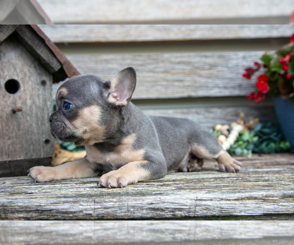 Medium Photo #20 French Bulldog Puppy For Sale in BALTIC, OH, USA