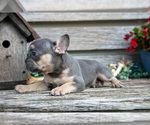 Small Photo #20 French Bulldog Puppy For Sale in BALTIC, OH, USA