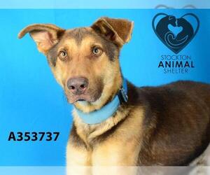 German Shepherd Dog Dogs for adoption in Stockton, CA, USA