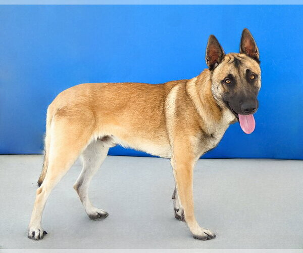 Medium Photo #2 German Shepherd Dog Puppy For Sale in Pasadena, CA, USA