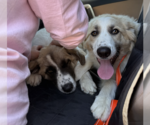 Small #1 Great Pyrenees Mix
