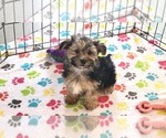 Small #5 Morkie