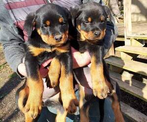Rottweiler Puppy for sale in LENOIR, NC, USA