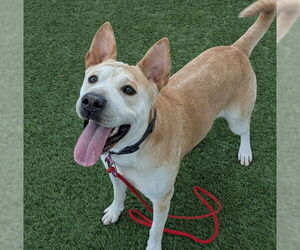 Boxer Pei Dogs for adoption in Las Vegas, NV, USA