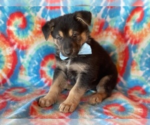 German Shepherd Dog Puppy for sale in LANCASTER, PA, USA