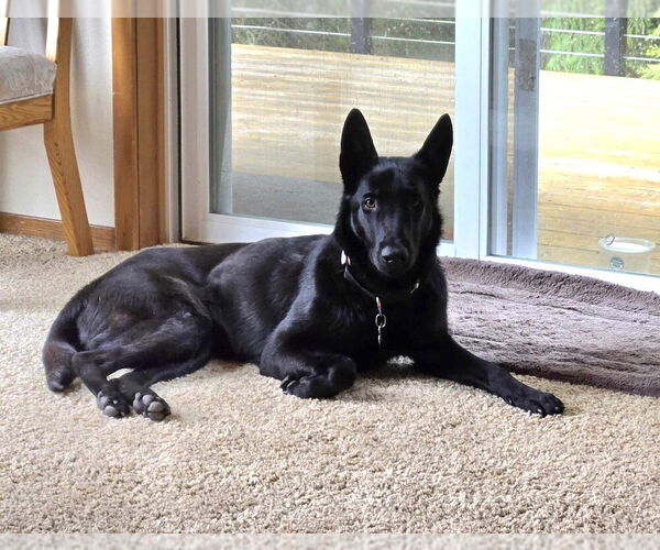 Medium Photo #10 Mutt Puppy For Sale in Imlay City, MI, USA