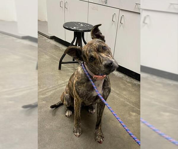 Medium Photo #1 American Pit Bull Terrier-Unknown Mix Puppy For Sale in Rosenberg, TX, USA