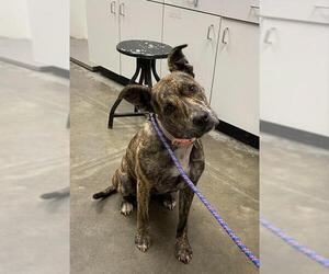 American Pit Bull Terrier-Unknown Mix Dogs for adoption in Rosenberg, TX, USA