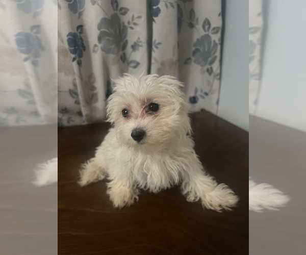 Medium Photo #16 Maltese Puppy For Sale in DURHAM, CT, USA