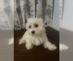 Small #15 Maltese
