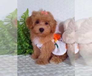 Bichpoo Puppy for sale in SUGARCREEK, OH, USA