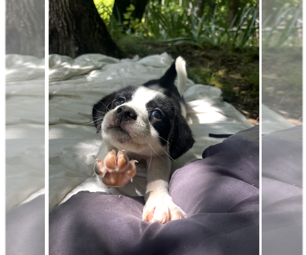 Medium Photo #3 Australian Shepherd-Unknown Mix Puppy For Sale in Aurora, IN, USA