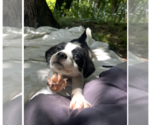 Small #2 Australian Shepherd Mix