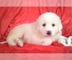 Puppy Light Green Great Pyrenees