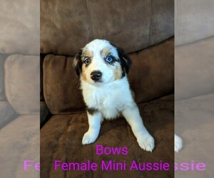 Miniature Australian Shepherd Puppy for sale in PRINCETON, NC, USA
