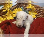 Small Photo #18 Poodle (Standard) Puppy For Sale in THOMASTON, GA, USA