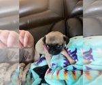 Small Photo #3 Pug Puppy For Sale in RANCHO WEST, NM, USA