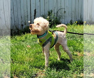 Mutt Dogs for adoption in Harrisburg, PA, USA