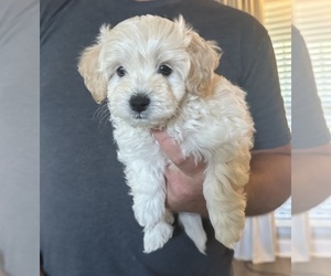 Maltipoo Puppy for sale in BESSEMER, AL, USA
