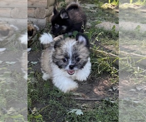 Shiranian Puppy for sale in AVOCA, MI, USA