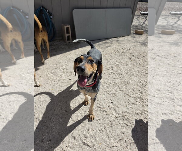 Medium Photo #5 Coonhound Puppy For Sale in Las Vegas, NV, USA