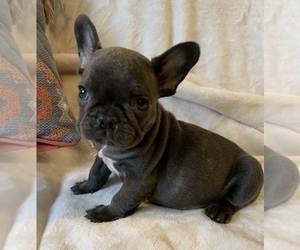 French Bulldog Puppy for sale in JOHNS ISLAND, SC, USA