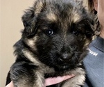 Small Photo #2 German Shepherd Dog Puppy For Sale in KINGSPORT, TN, USA