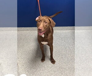 Unknown-Weimaraner Mix Dogs for adoption in Pasadena, TX, USA