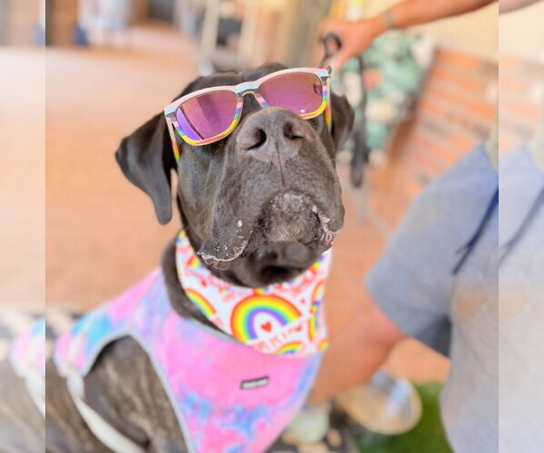 Medium Photo #6 Mutt Puppy For Sale in Goodyear, AZ, USA
