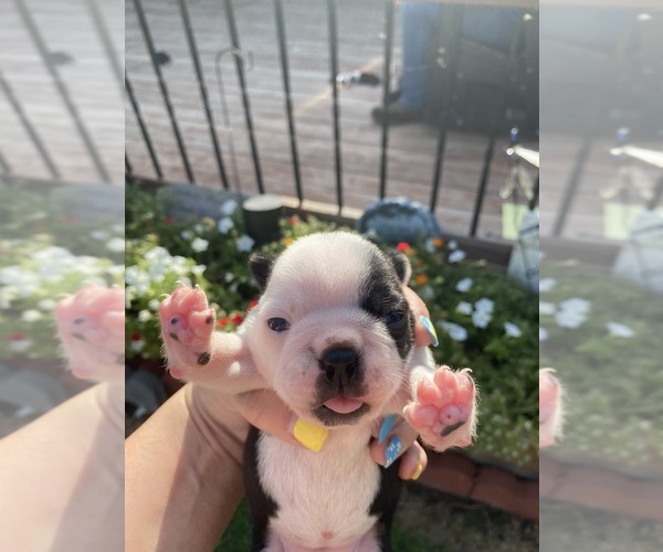 Medium Photo #5 Boston Terrier Puppy For Sale in FREDONIA, KS, USA