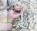 Small Photo #13 Goldendoodle Puppy For Sale in TOLLESON, AZ, USA
