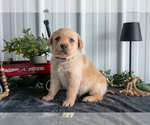 Small Photo #24 Golden Labrador Puppy For Sale in BEACH CITY, OH, USA