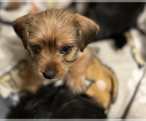 Medium Photo #7 Yorkshire Terrier Puppy For Sale in ORLANDO, FL, USA