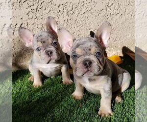French Bulldog Puppy for sale in HOUSTON, TX, USA
