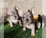 Max - Male French Bulldog Puppy for Sale - Small photo