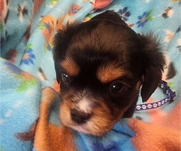 Medium Photo #3 Aussalier Puppy For Sale in ATHOL, ID, USA