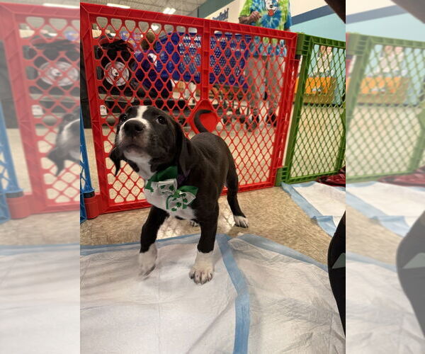 Medium Photo #4 Mutt Puppy For Sale in Wenonah, NJ, USA