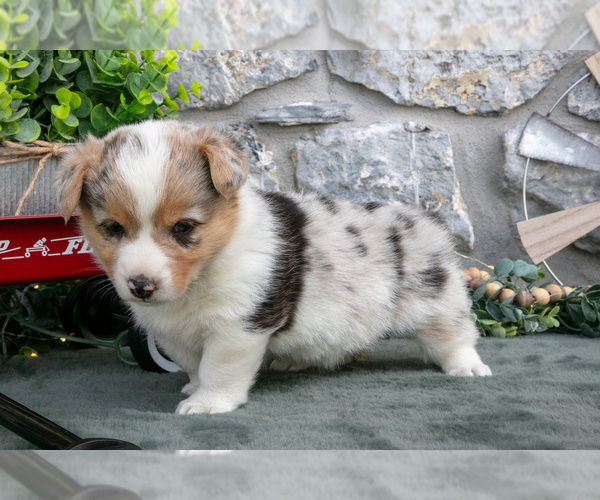 Medium Photo #2 Pembroke Welsh Corgi Puppy For Sale in LEOLA, PA, USA