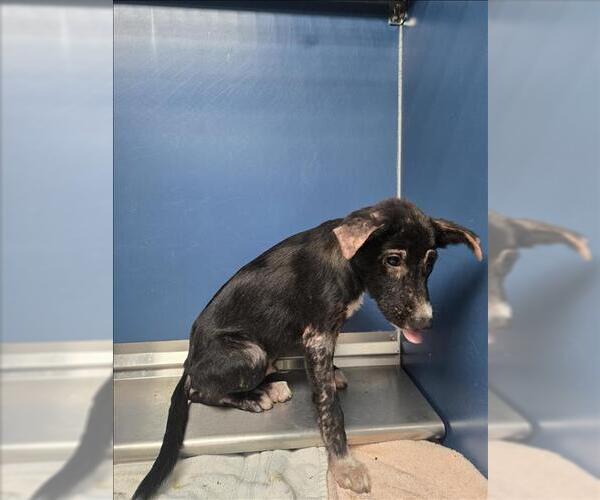 Medium Photo #1 Labrador Retriever-Unknown Mix Puppy For Sale in Conroe, TX, USA