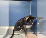 Small Labrador Retriever Mix