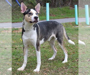 Siberian Husky-Unknown Mix Dogs for adoption in Prattville, AL, USA